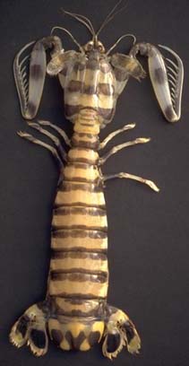 Photo: Dr. J. Poupin - Database of Crustacea